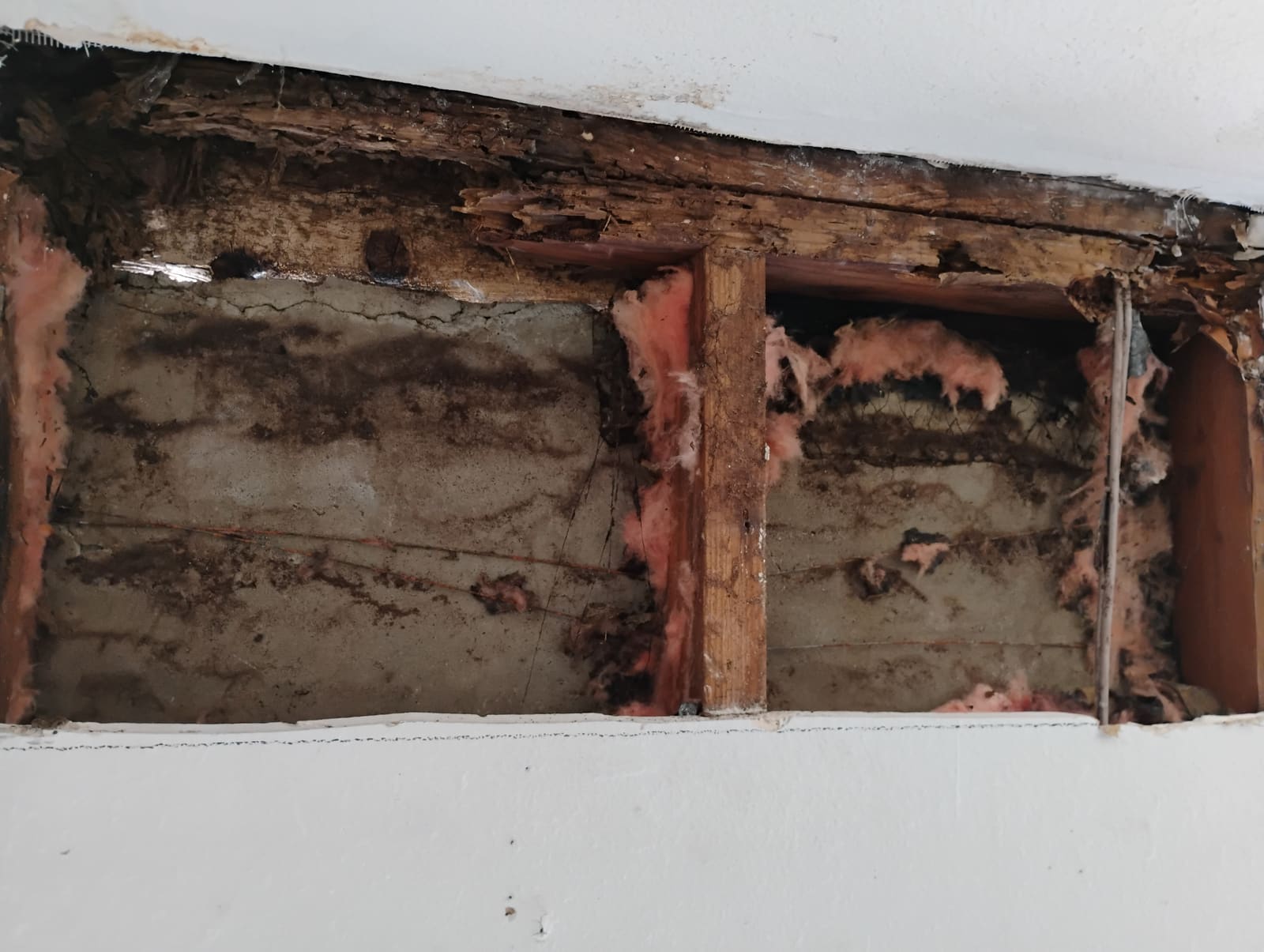 Mold Inspection project photo