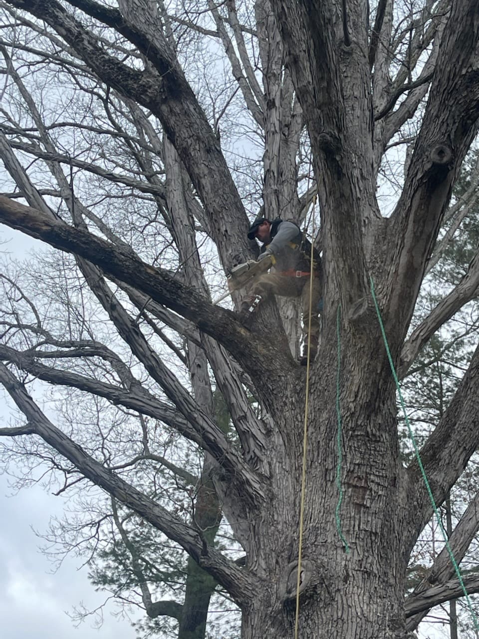Tree Trimming project photo